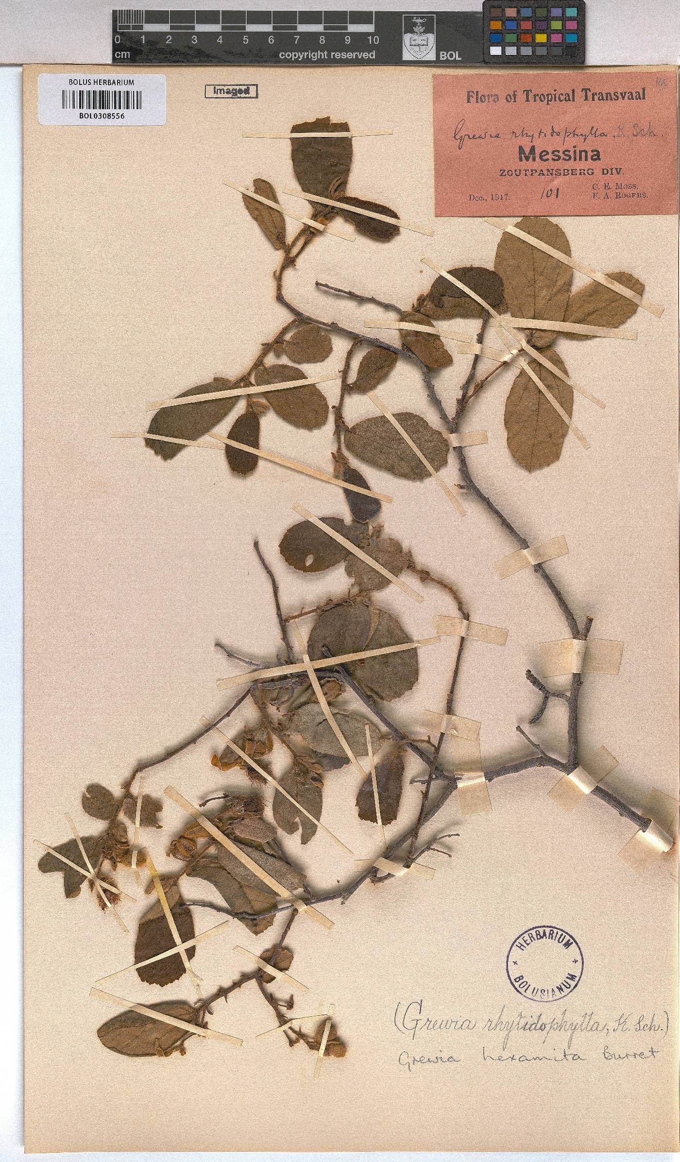 Grewia hexamita image