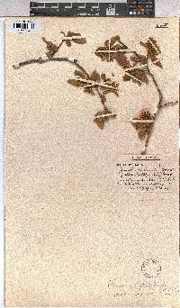 Grewia hexamita image