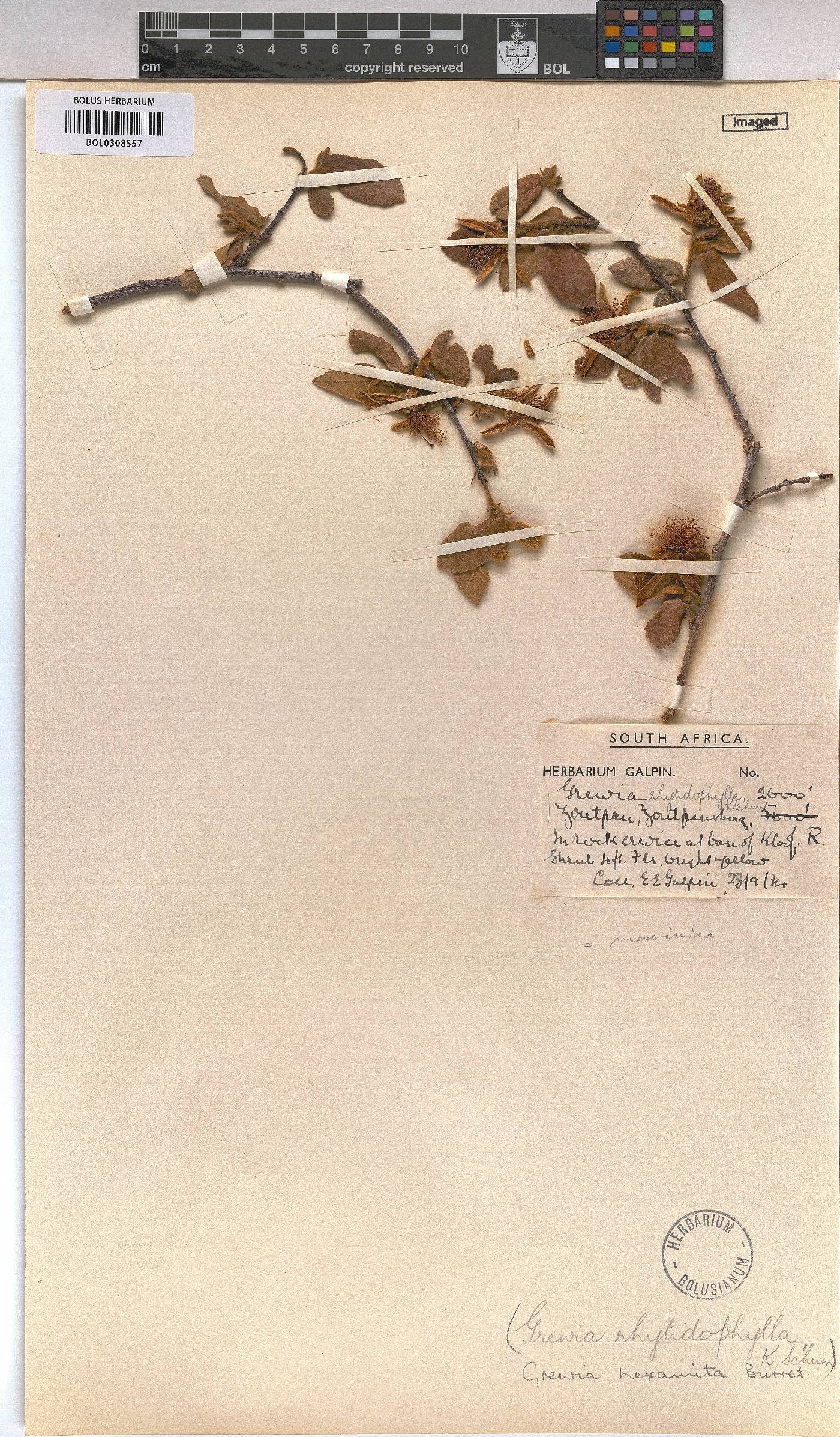Grewia hexamita image