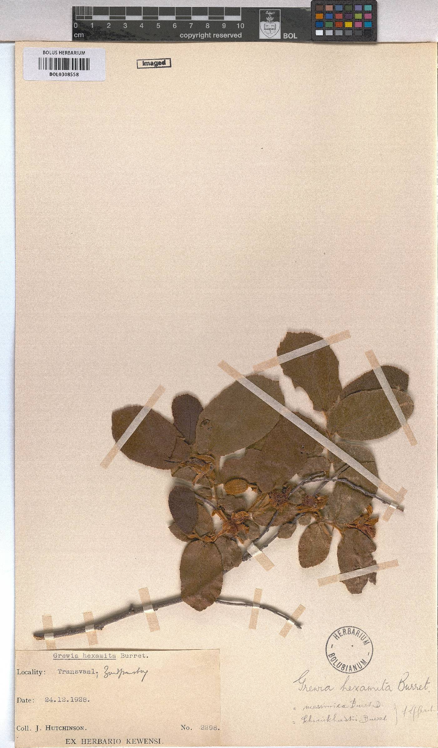 Grewia hexamita image