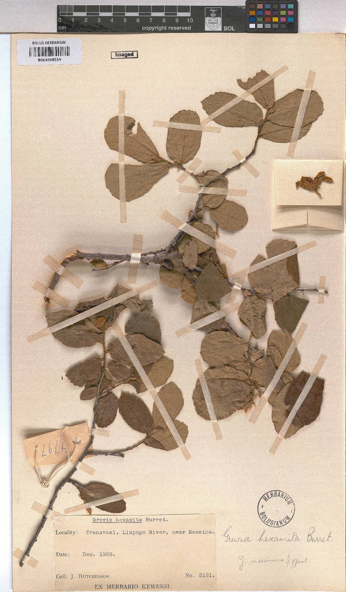 Grewia hexamita image