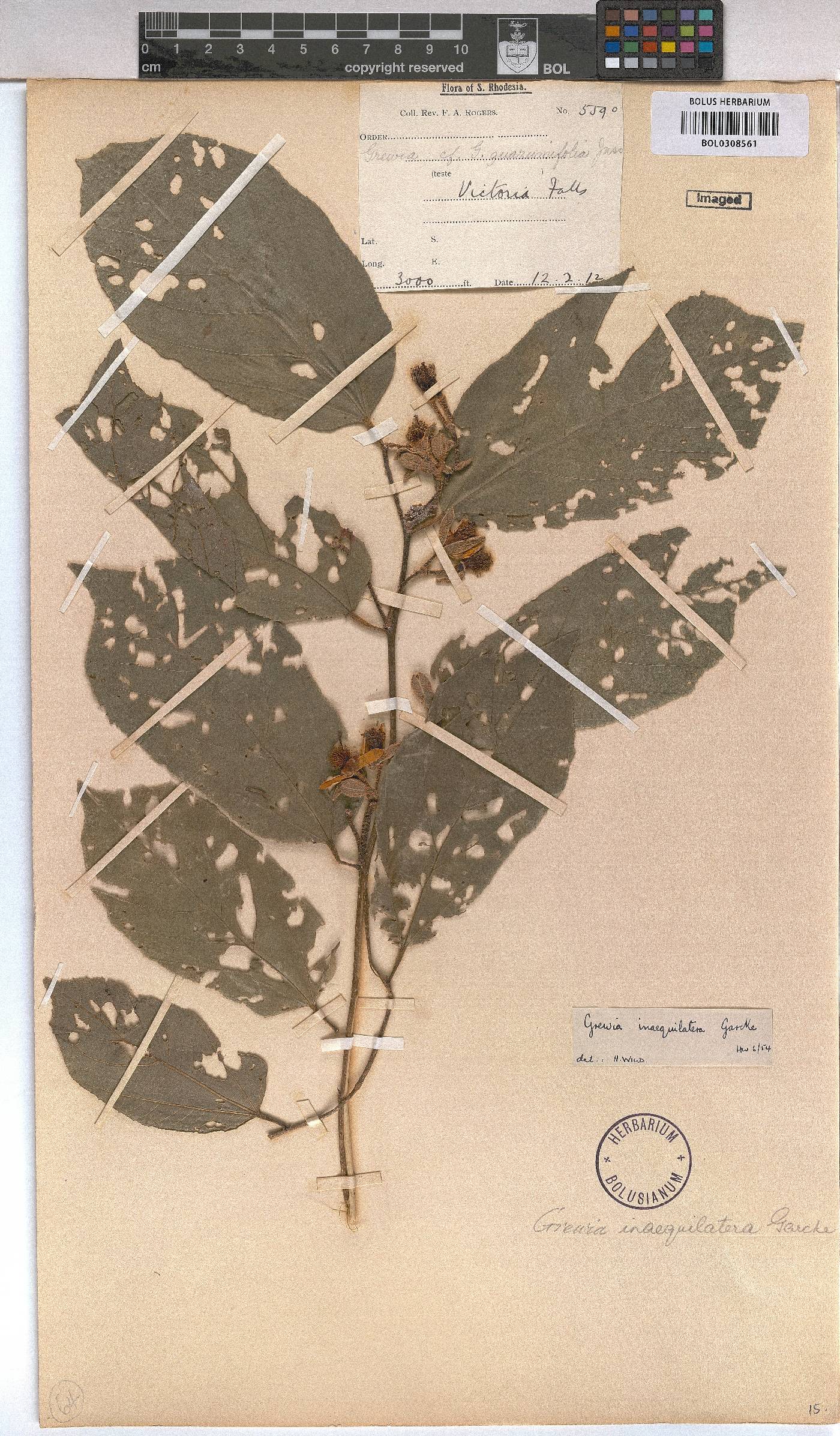 Grewia inaequilatera image