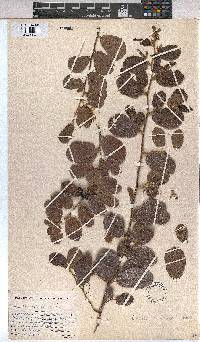 Grewia sulcata image
