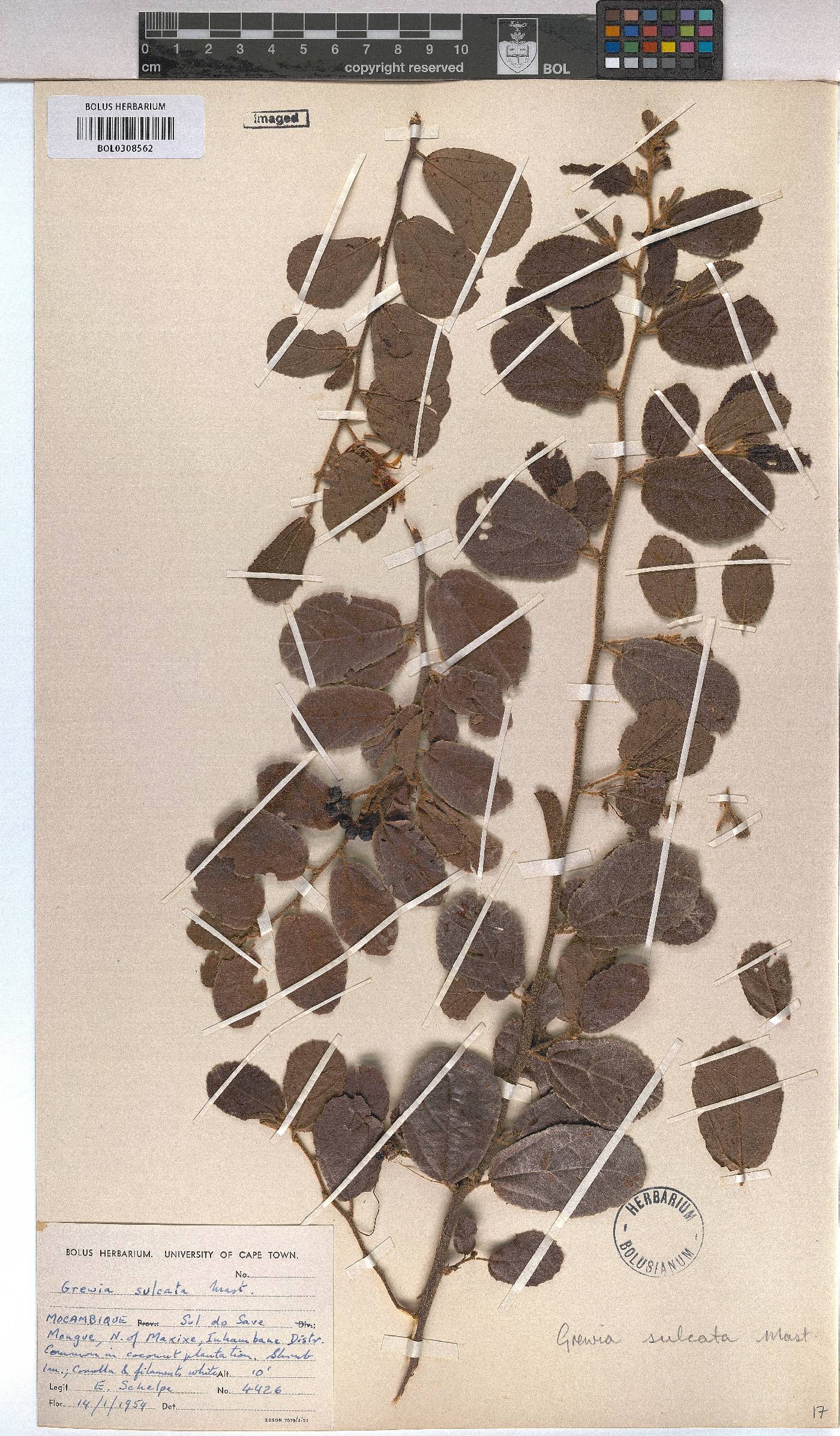 Grewia sulcata image