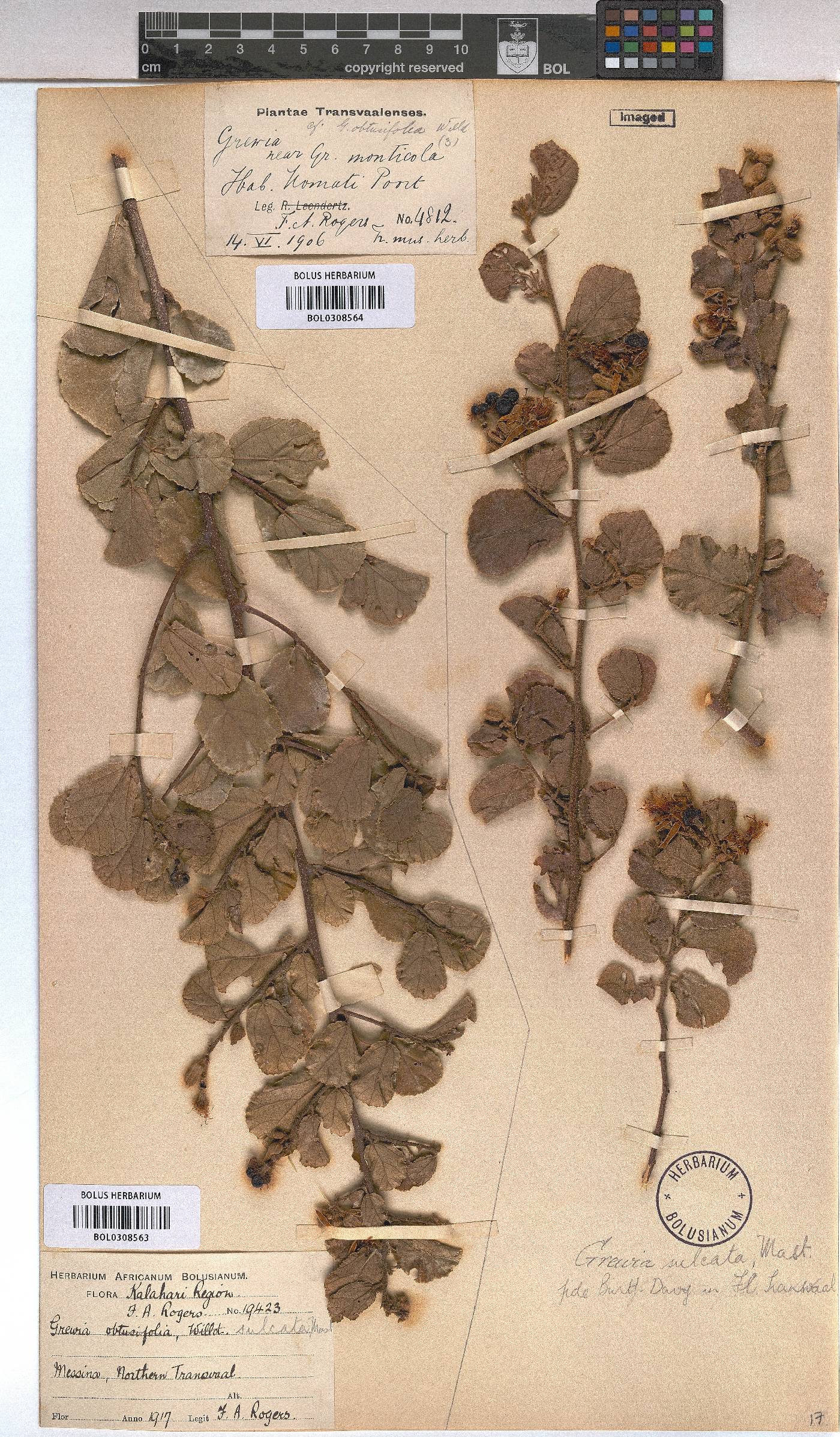 Grewia sulcata image