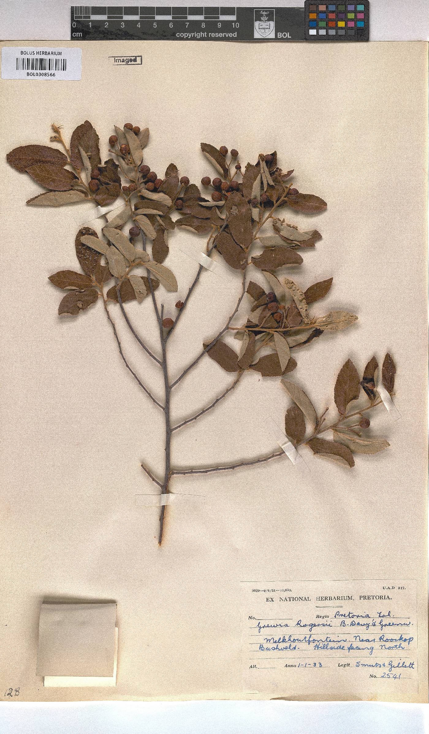 Grewia rogersii image