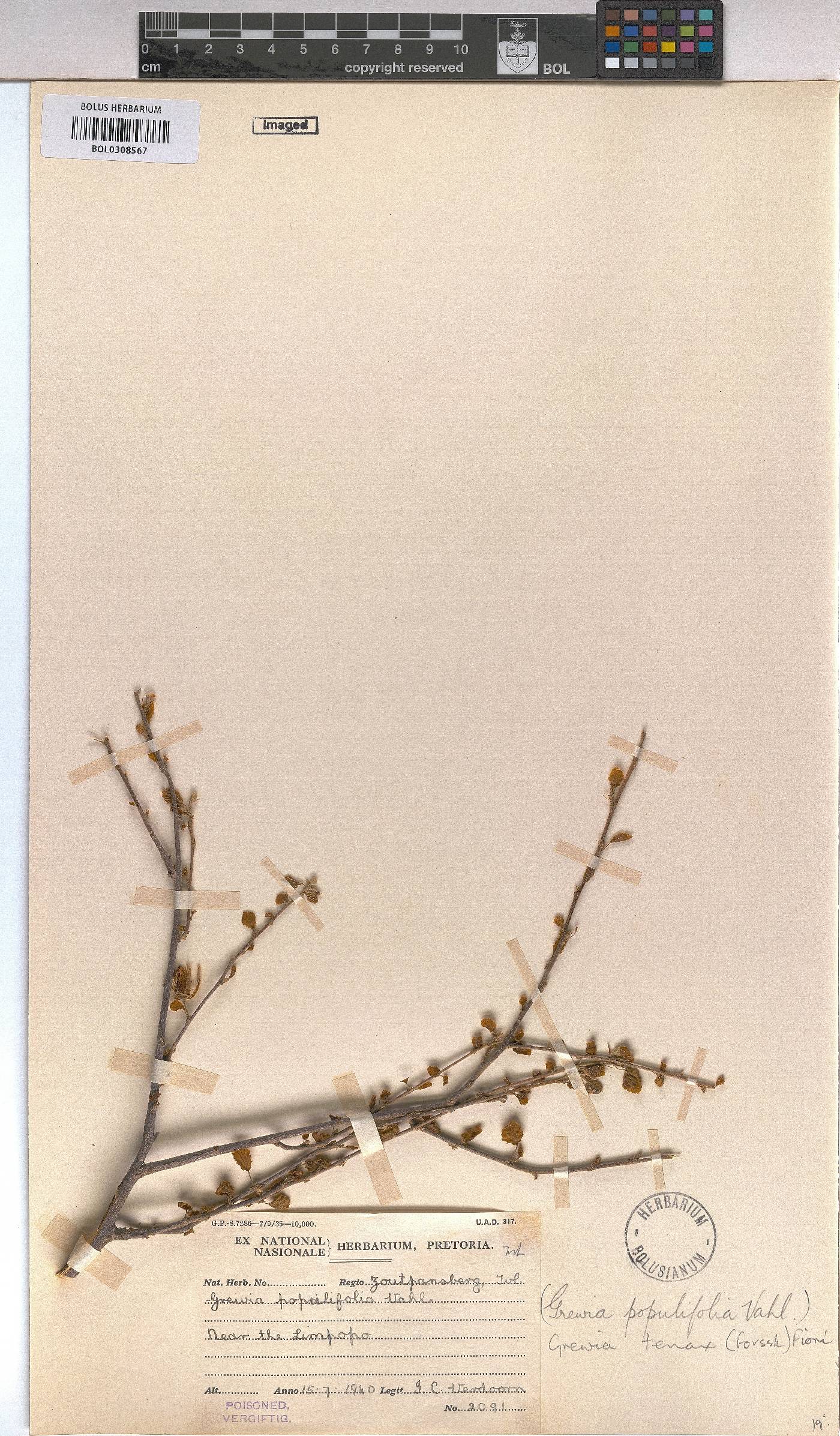 Grewia tenax image