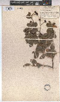 Image of Grewia occidentalis