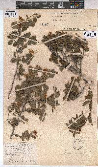 Grewia occidentalis image