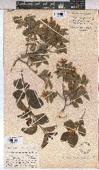 Grewia occidentalis image