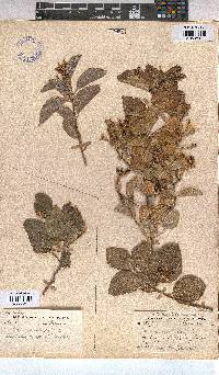 Grewia occidentalis image