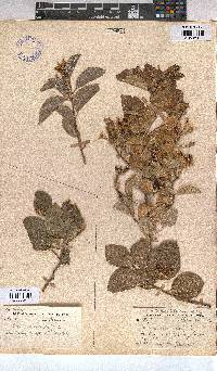Grewia occidentalis image