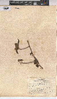 Grewia occidentalis image