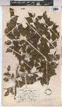 Grewia occidentalis image