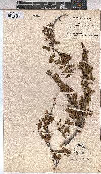 Grewia occidentalis image