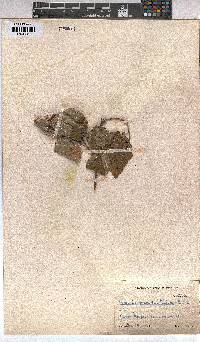 Grewia occidentalis image