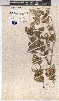 Grewia occidentalis image
