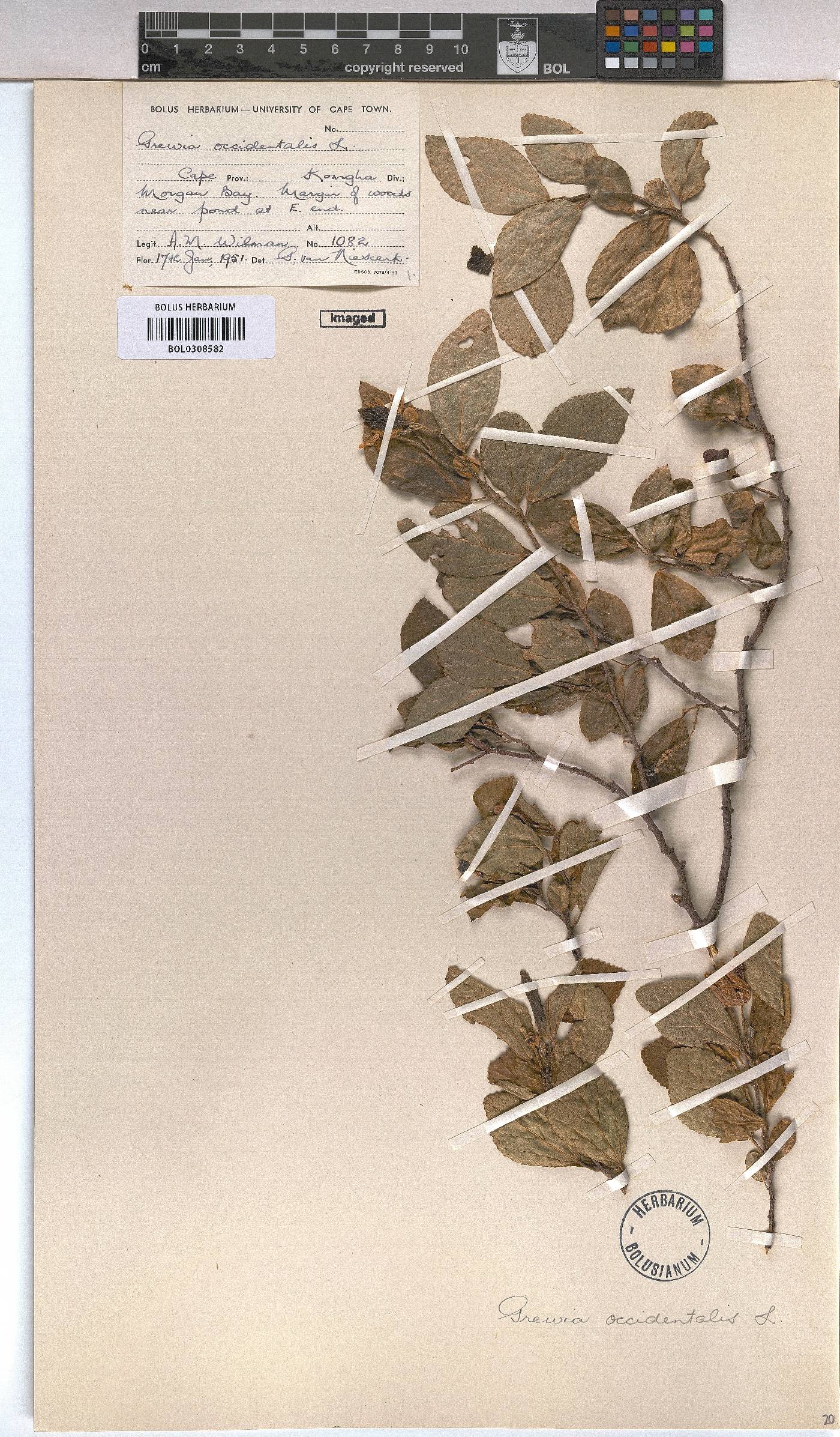 Grewia occidentalis image