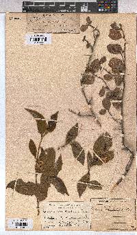 Grewia occidentalis image