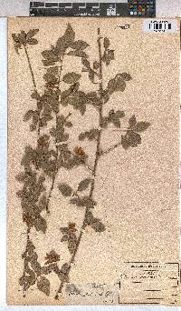 Grewia occidentalis image