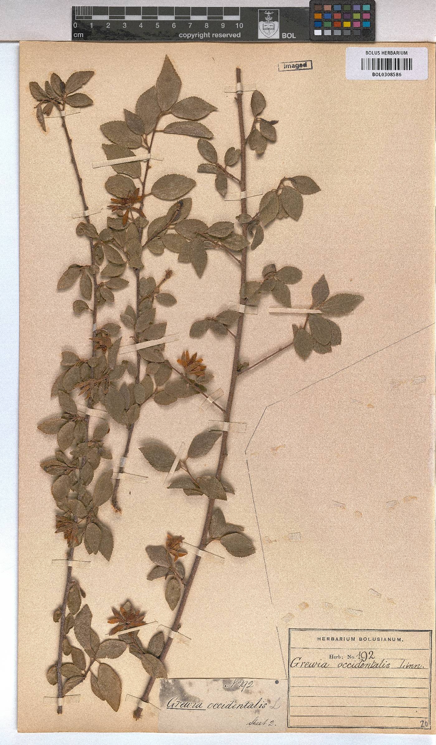 Grewia occidentalis image