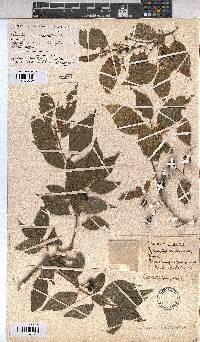 Grewia occidentalis image