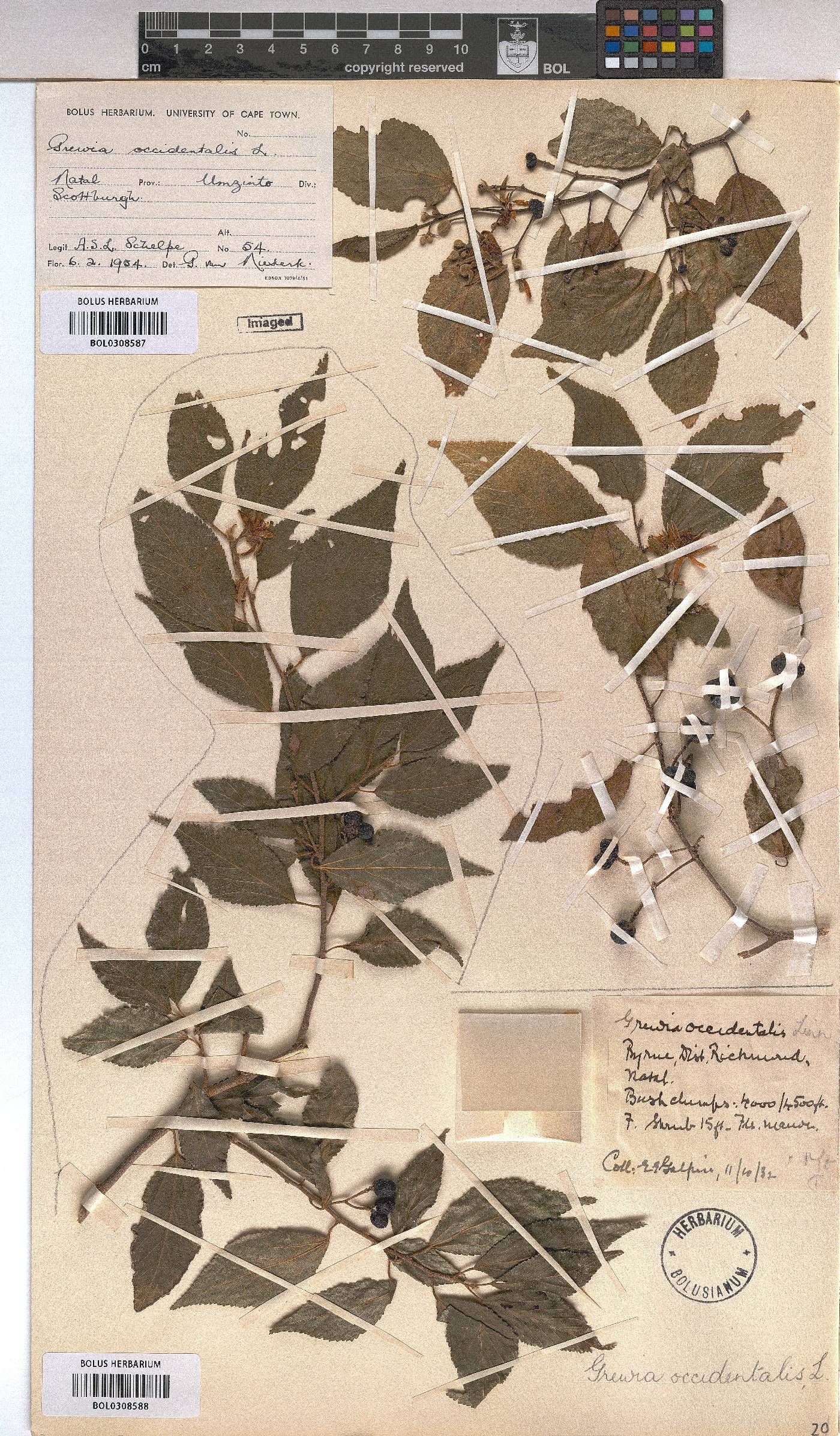 Grewia occidentalis image
