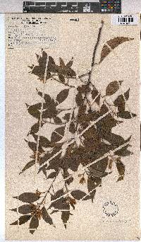 Grewia occidentalis image