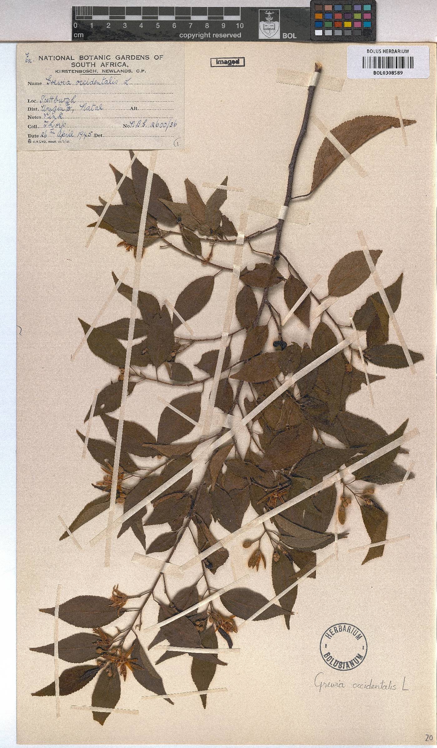 Grewia occidentalis image