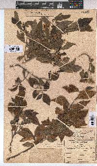 Grewia occidentalis image