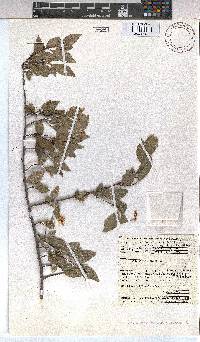 Grewia occidentalis image