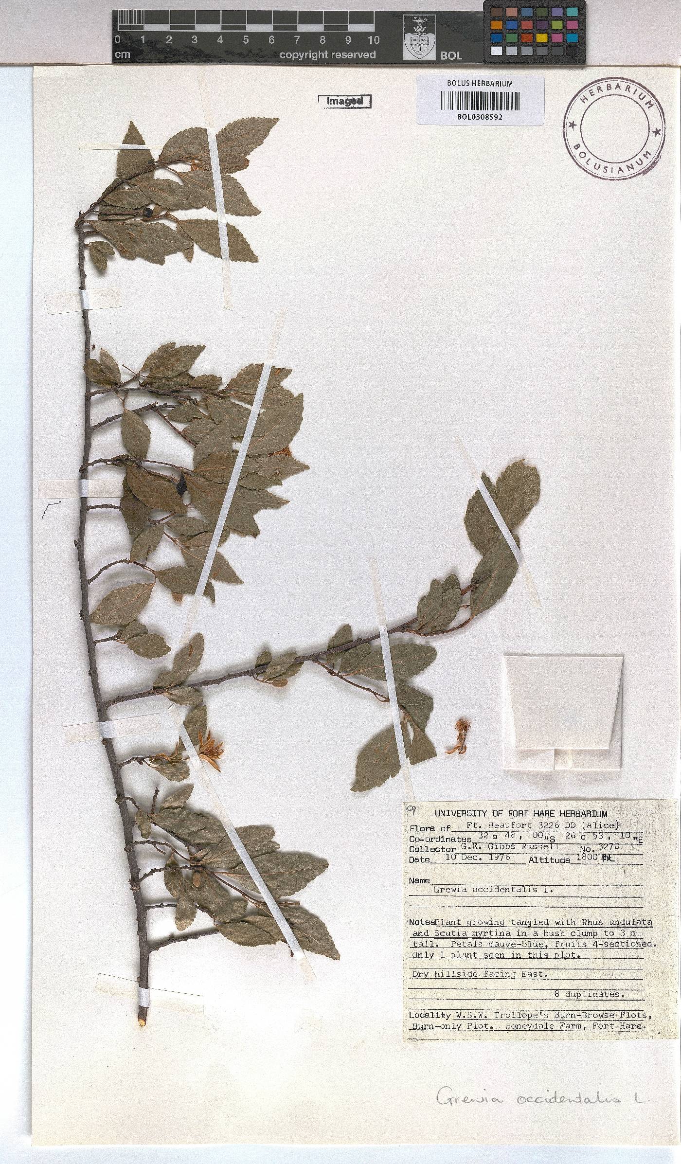 Grewia occidentalis image