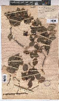Grewia occidentalis image