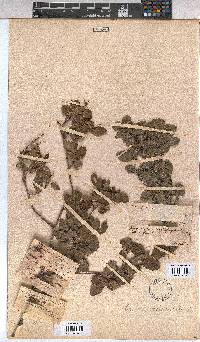 Grewia occidentalis image