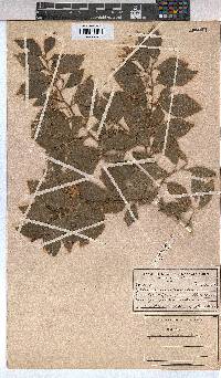 Grewia occidentalis image