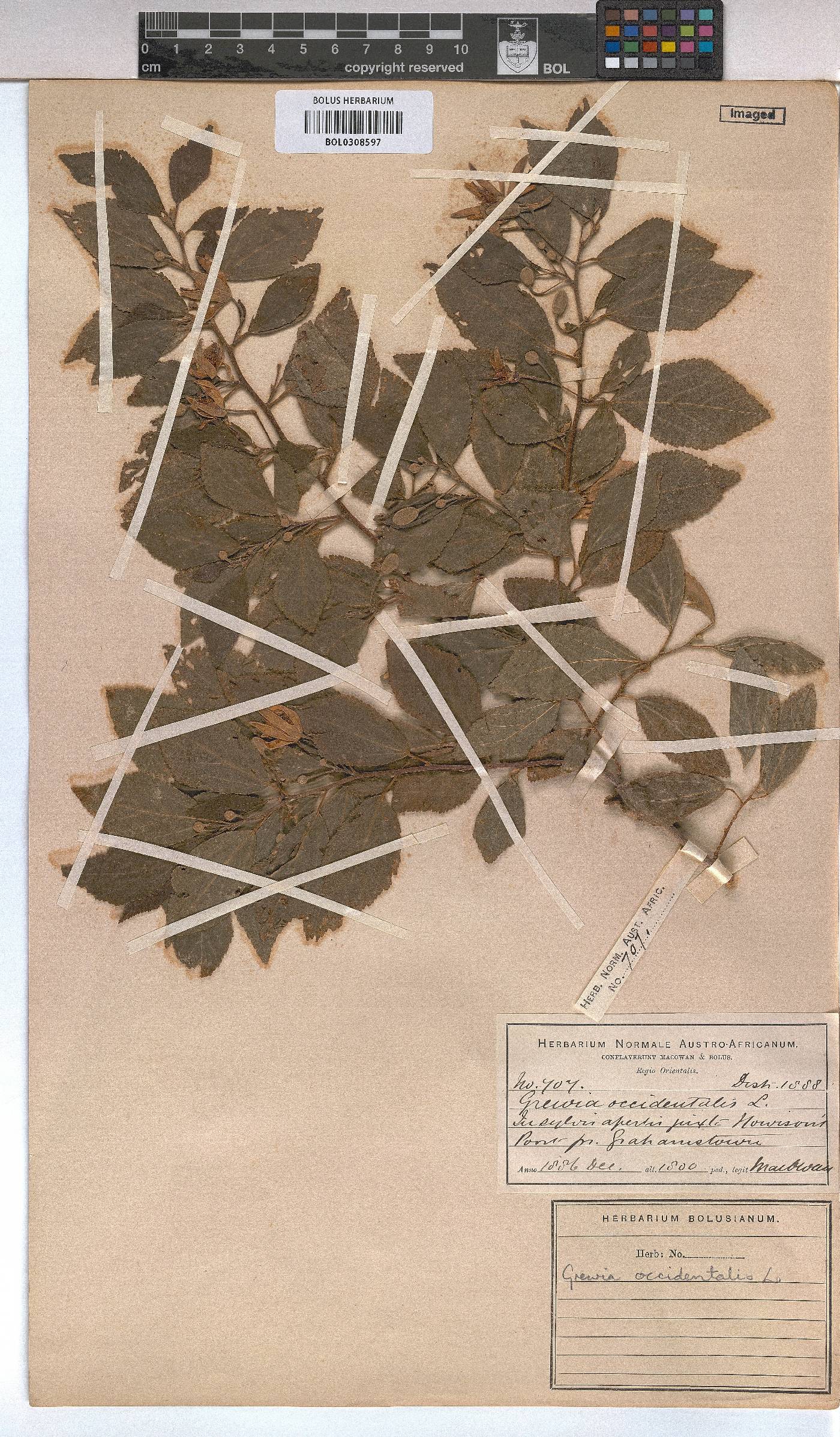 Grewia occidentalis image