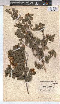 Grewia occidentalis image