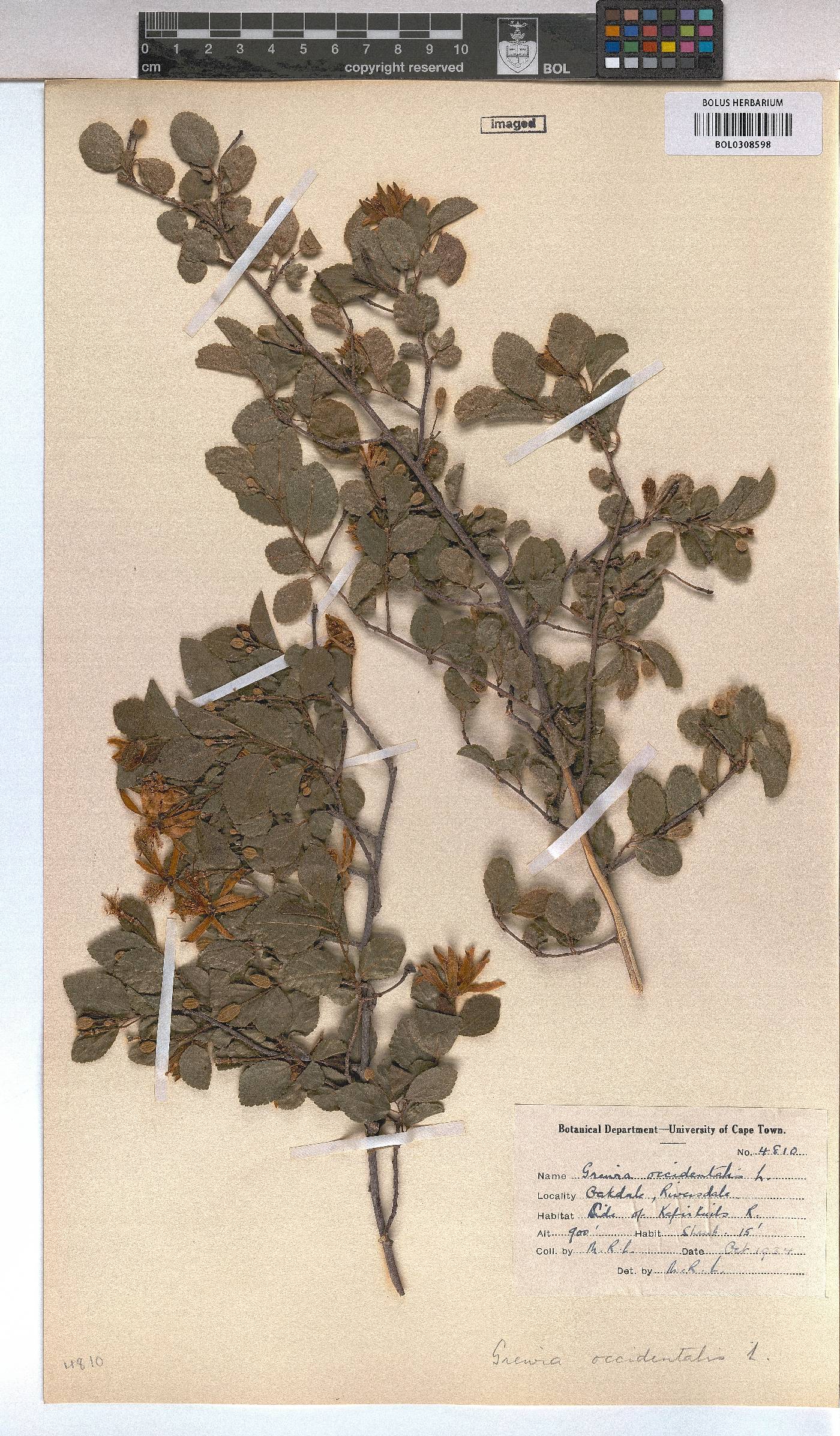 Grewia image