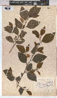 Grewia occidentalis image