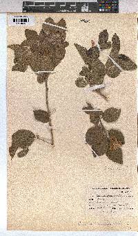 Grewia occidentalis image