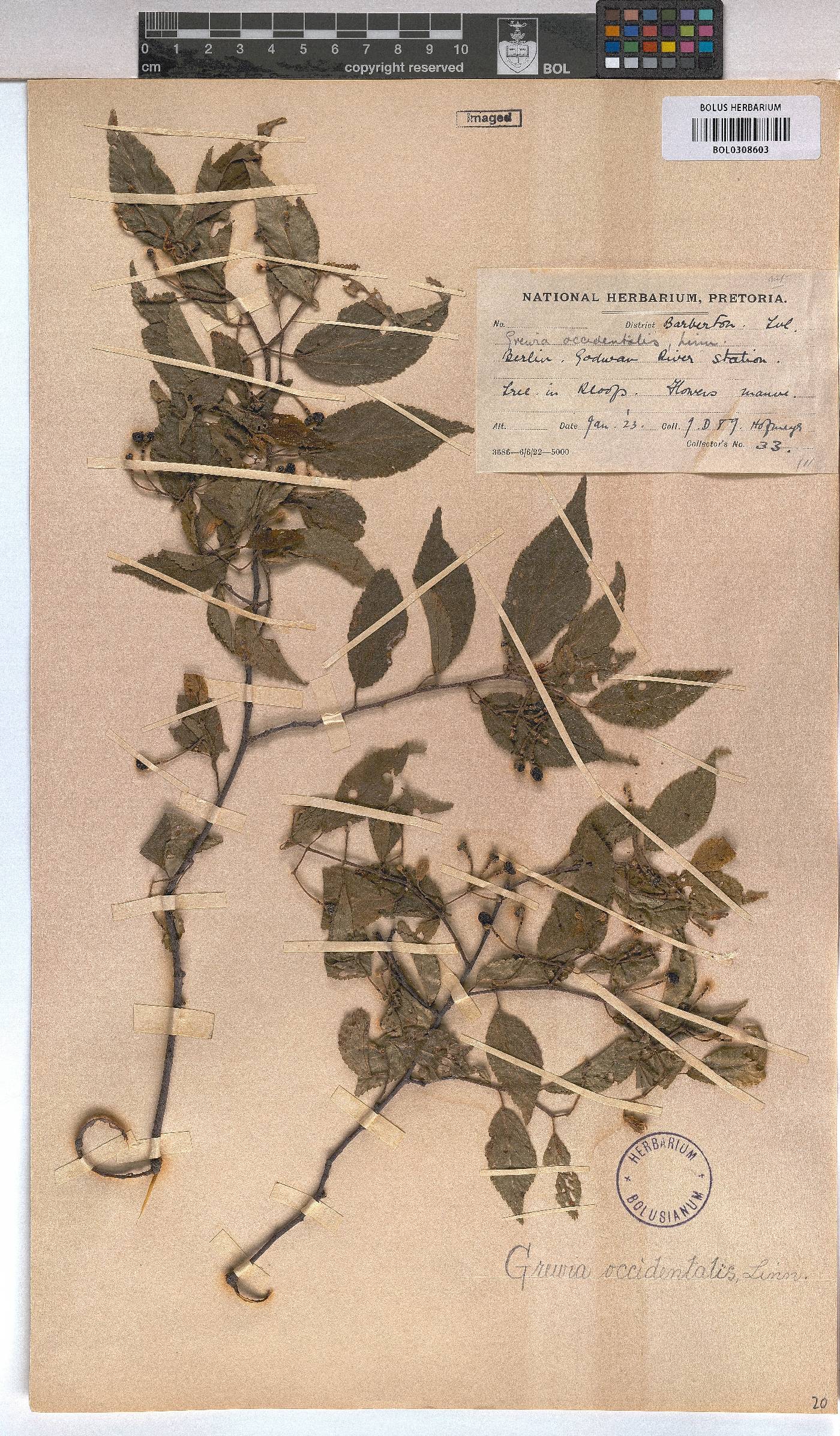 Grewia occidentalis image