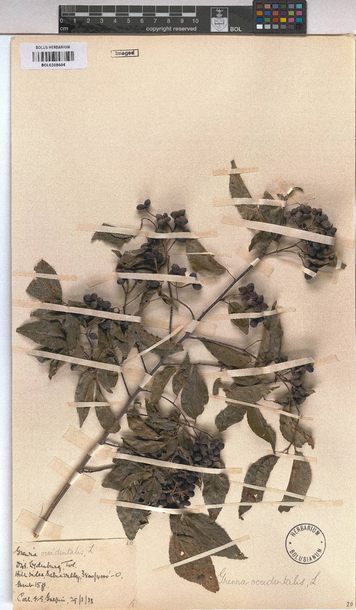 Grewia occidentalis image