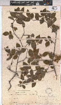 Grewia occidentalis image