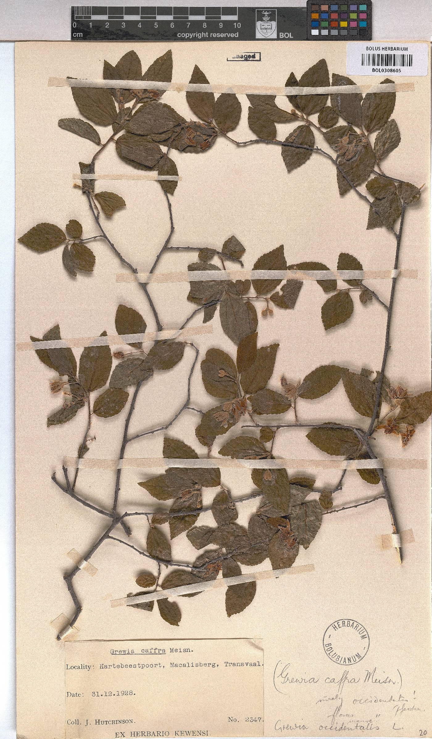 Grewia occidentalis image