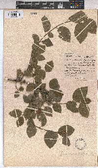 Grewia occidentalis image