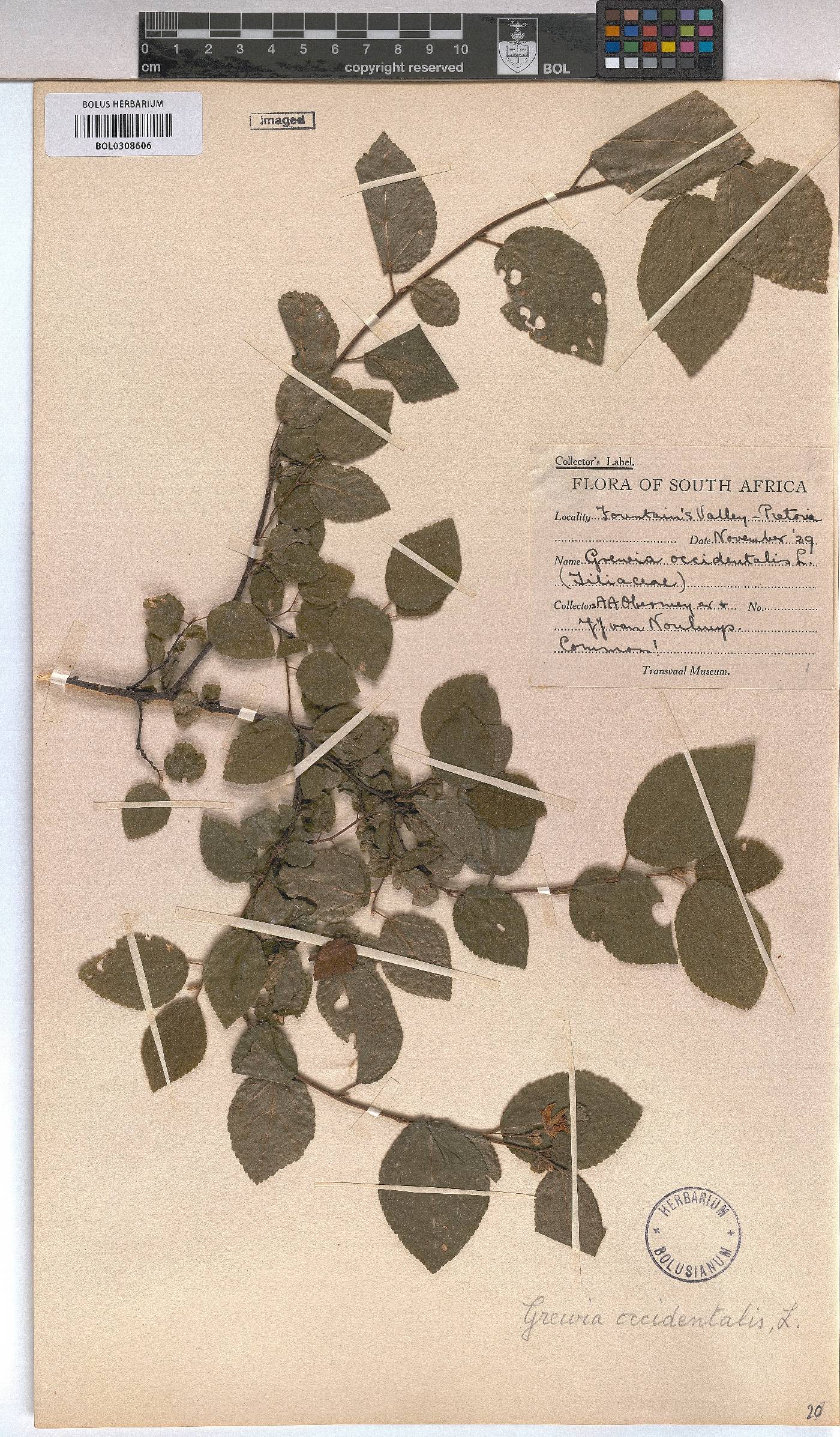 Grewia occidentalis image