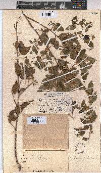 Grewia occidentalis image