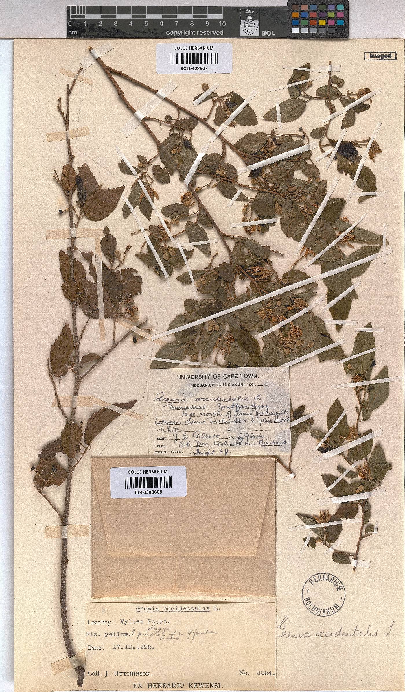 Grewia occidentalis image
