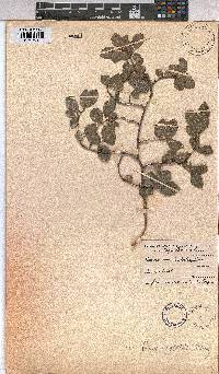 Grewia occidentalis image