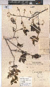 Grewia occidentalis image